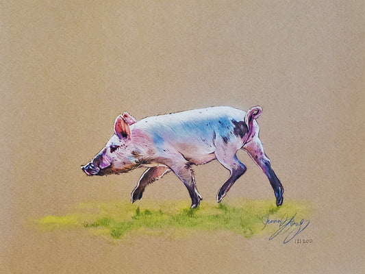 Playful Pig